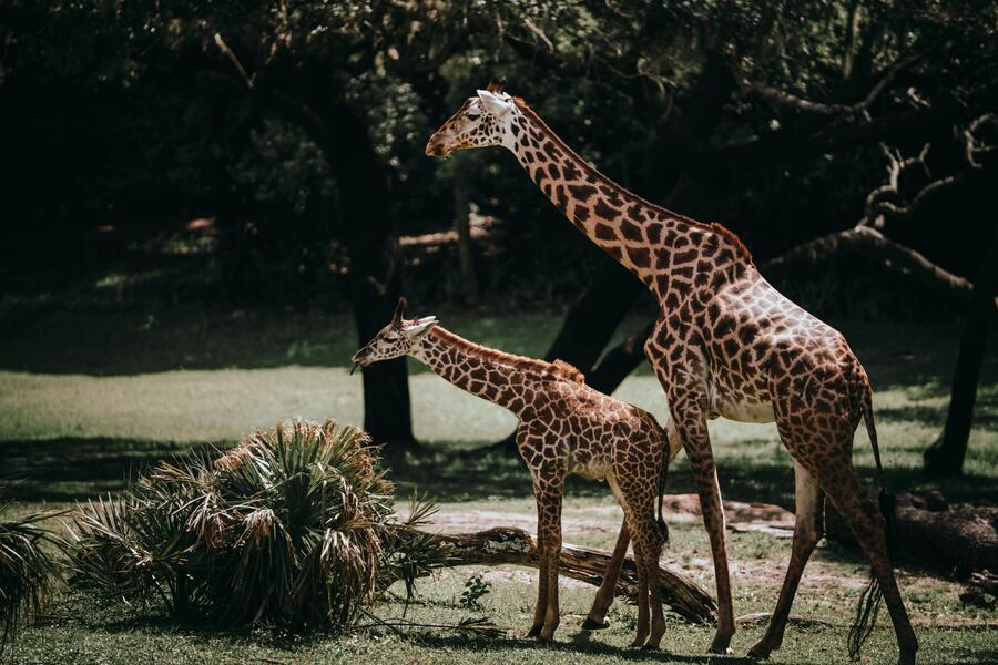 Safari en África - Uganda y Ruanda