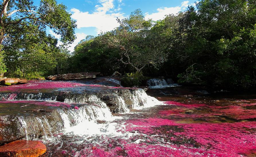 Caño cristales Colombia