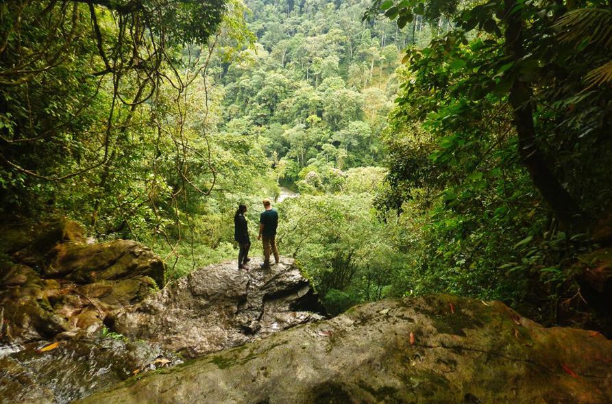 Sendero en selva amazónica
